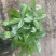 绿植发财树