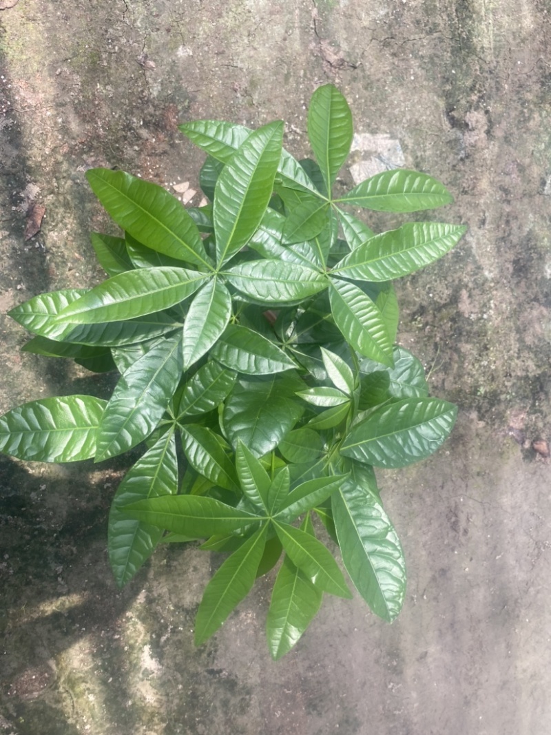 绿植发财树