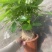 绿植发财树