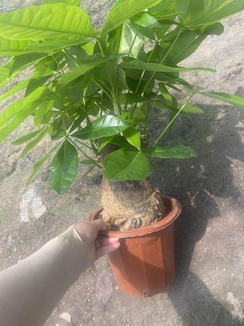 绿植发财树