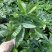 绿植发财树