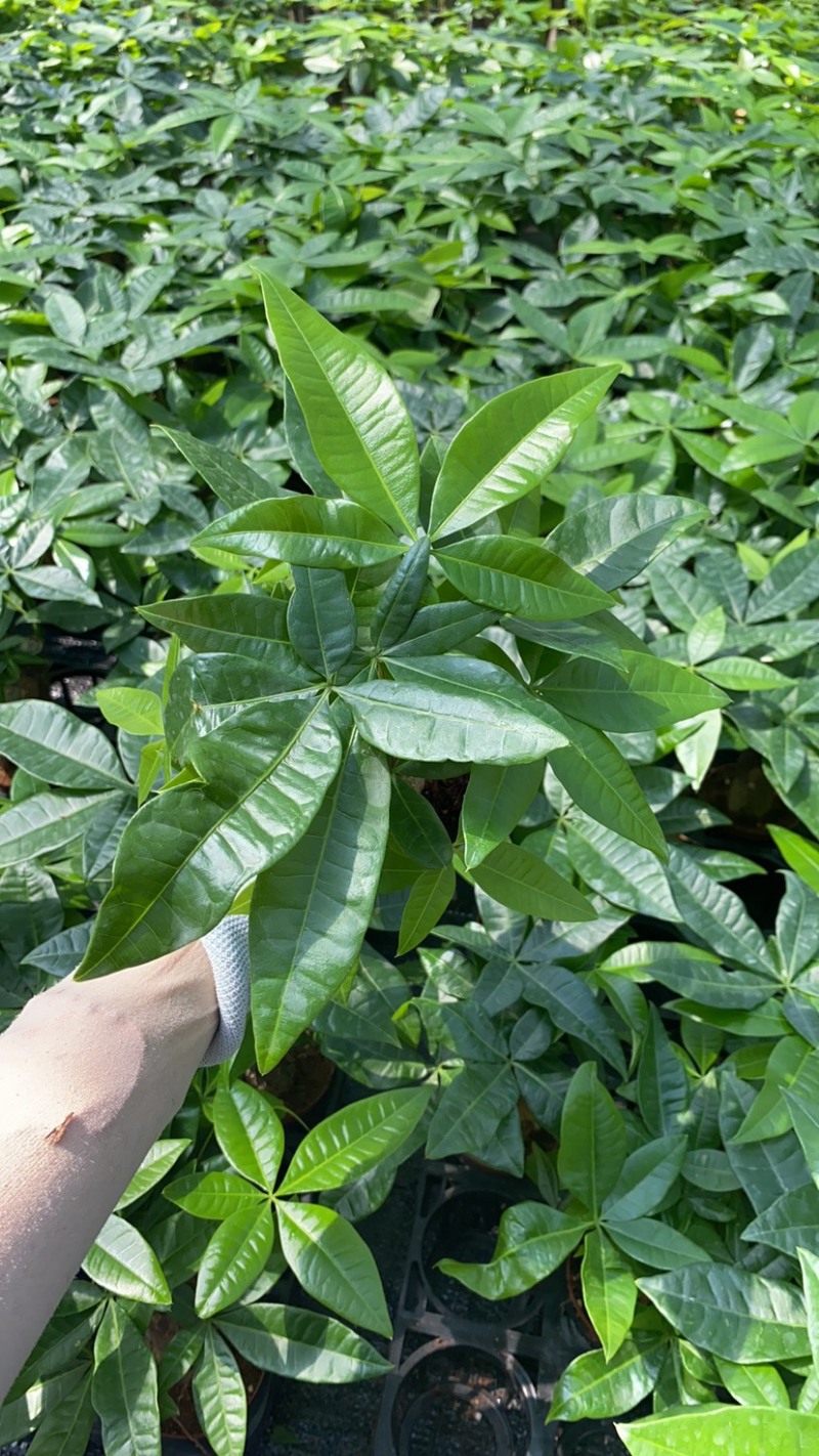 绿植发财树