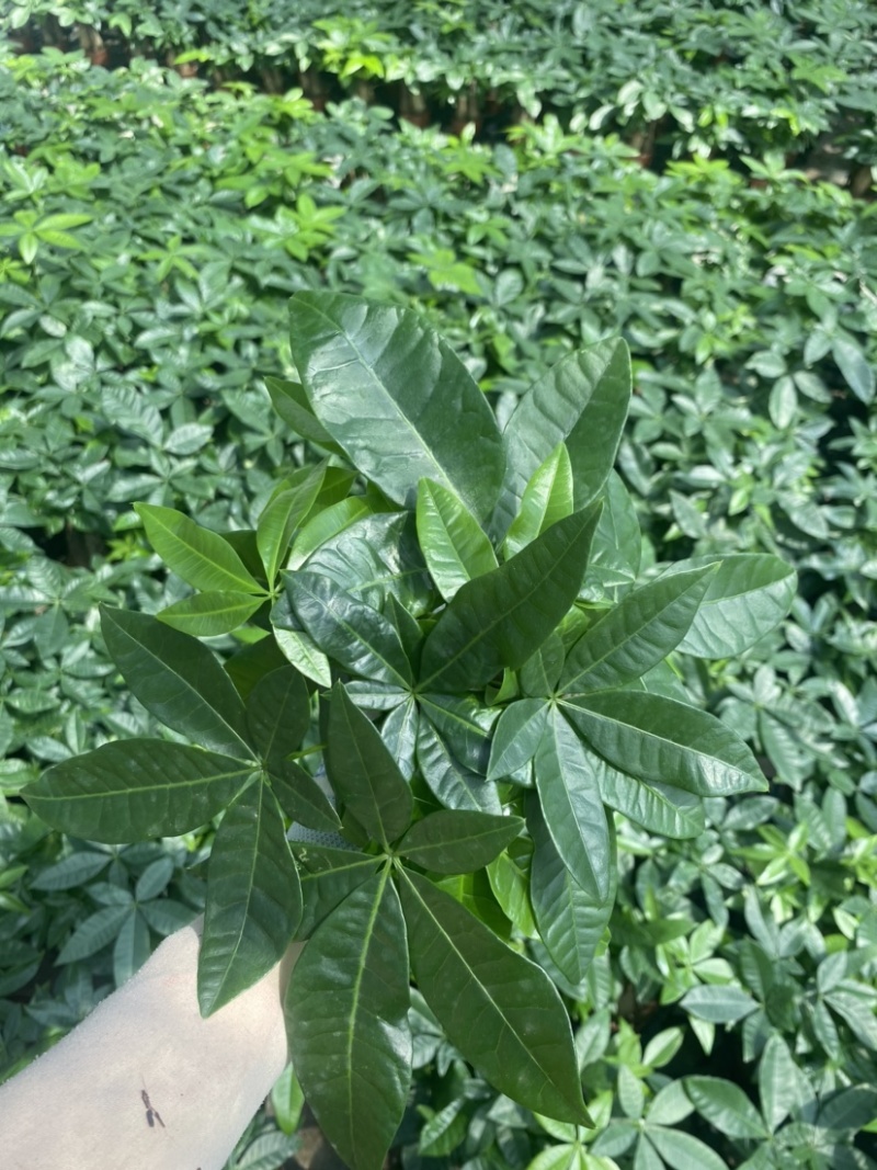 绿植发财树