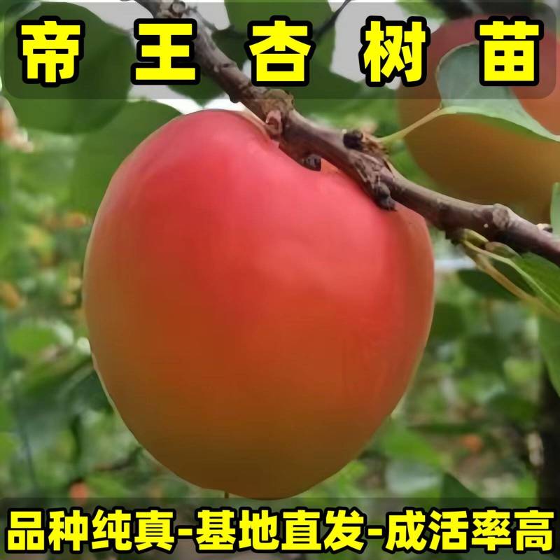 正品帝王杏树苗品种纯真基地直发根系发达成活率高