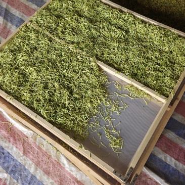 金银花。甘肃产地