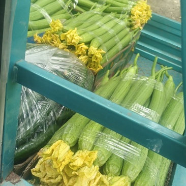 新鲜采摘鲜花丝瓜徐州新沂丝瓜适合超市批发欢迎前来咨询