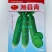 潍县青萝卜种子冰糖水果萝卜生吃脆甜盆栽四季播农家蔬菜