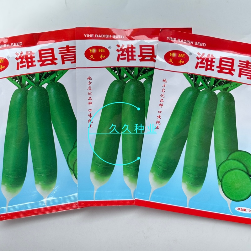 潍县青萝卜种子冰糖水果萝卜生吃脆甜盆栽四季播农家蔬菜