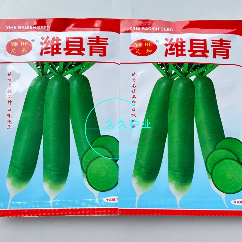 潍县青萝卜种子冰糖水果萝卜生吃脆甜盆栽四季播农家蔬菜