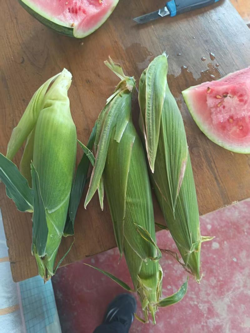 白糯玉米万糯两千大量有货