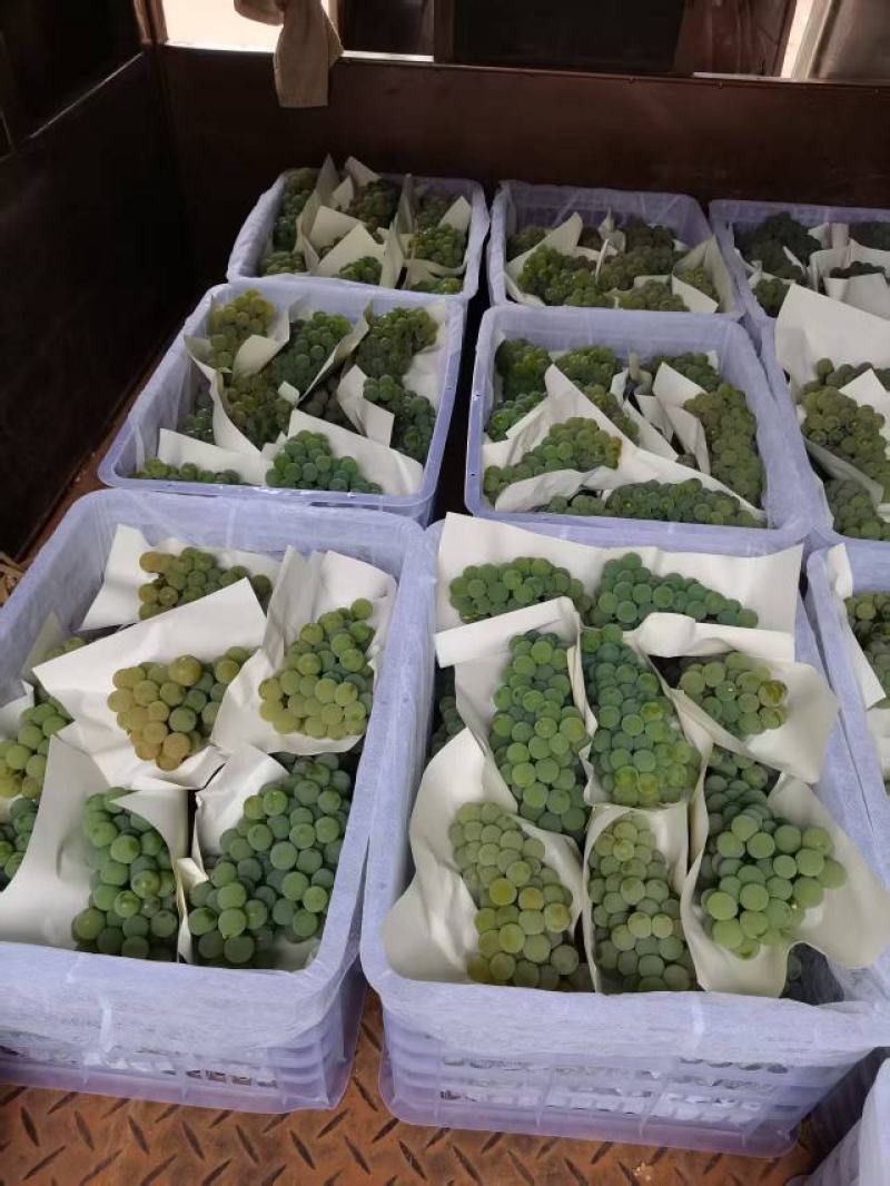 水晶葡萄&云南葡萄/产地大量上货/颗粒大口感甜/现货供应