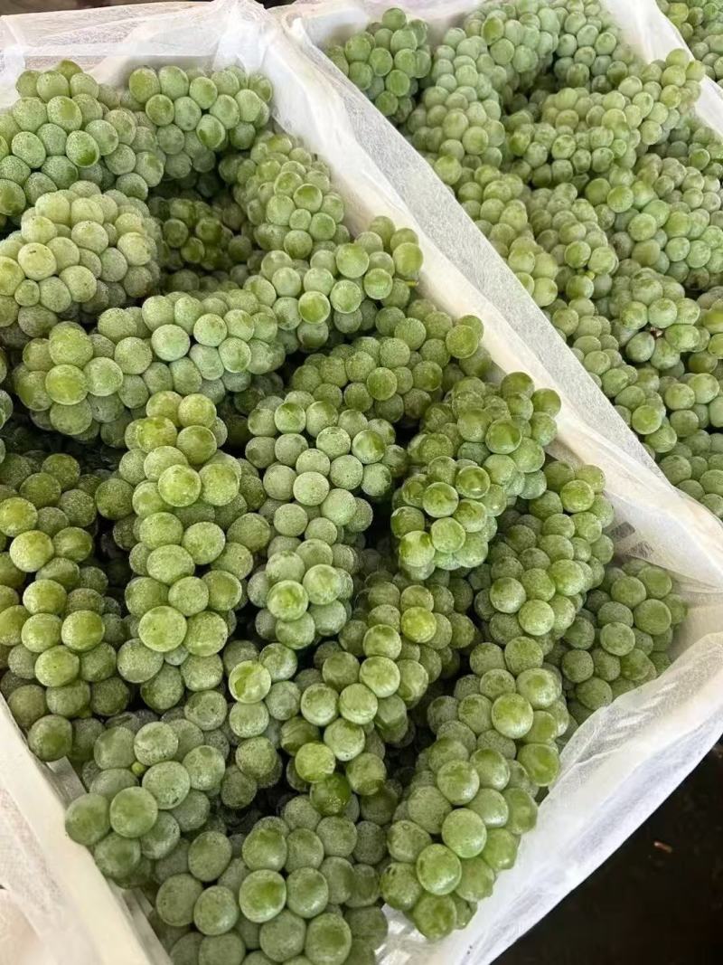 水晶葡萄&云南葡萄/产地大量上货/颗粒大口感甜/现货供应
