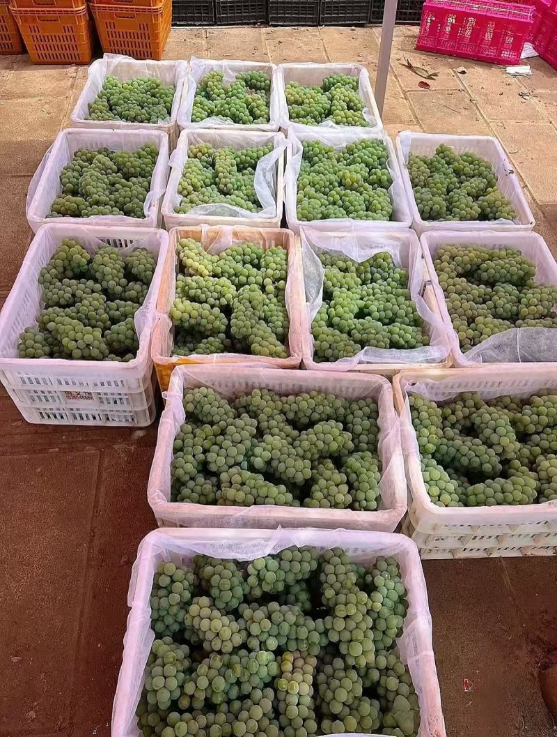 水晶葡萄&云南葡萄/产地大量上货/颗粒大口感甜/现货供应