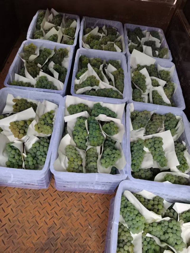 水晶葡萄&云南葡萄/产地大量上货/颗粒大口感甜/现货供应