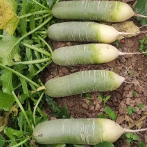 义和青脆2号萝卜种子高产抗病肉淡绿细嫩青萝卜种籽农家菜园