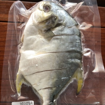 4-5两/5-6两淡口金鲳鱼