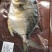 4-5两/5-6两淡口金鲳鱼