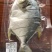 4-5两/5-6两淡口金鲳鱼