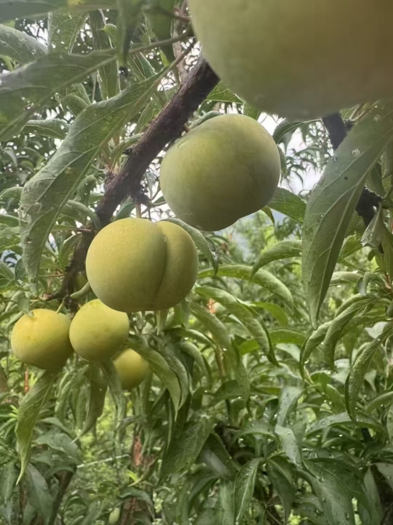 正宗六马蜂糖李一件代发