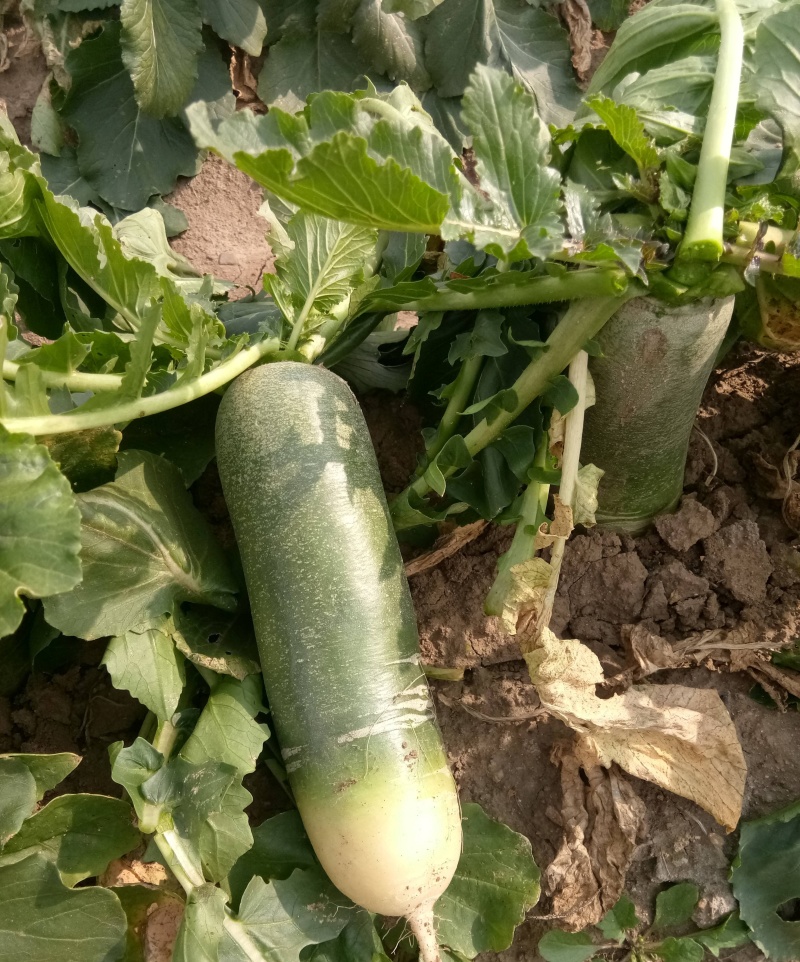 义和青脆一号萝卜种子早熟耐热夏秋季播青皮萝卜种籽抗病性强