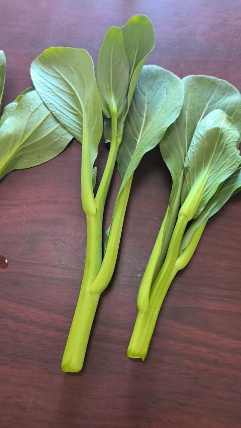 广东菜心&甜菜心&上海青苔/阜阳太和县基地现货/全国发货