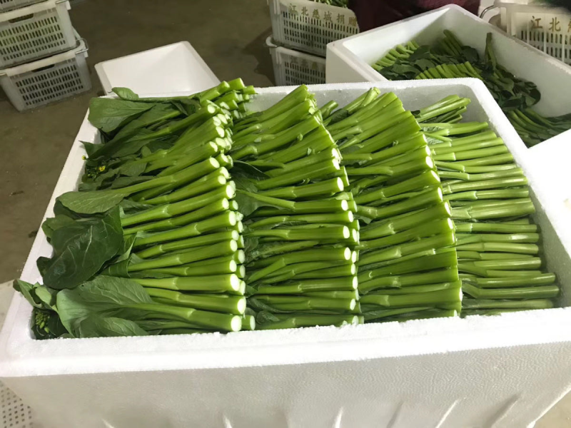 广东菜心&甜菜心&上海青苔/阜阳太和县基地现货/全国发货