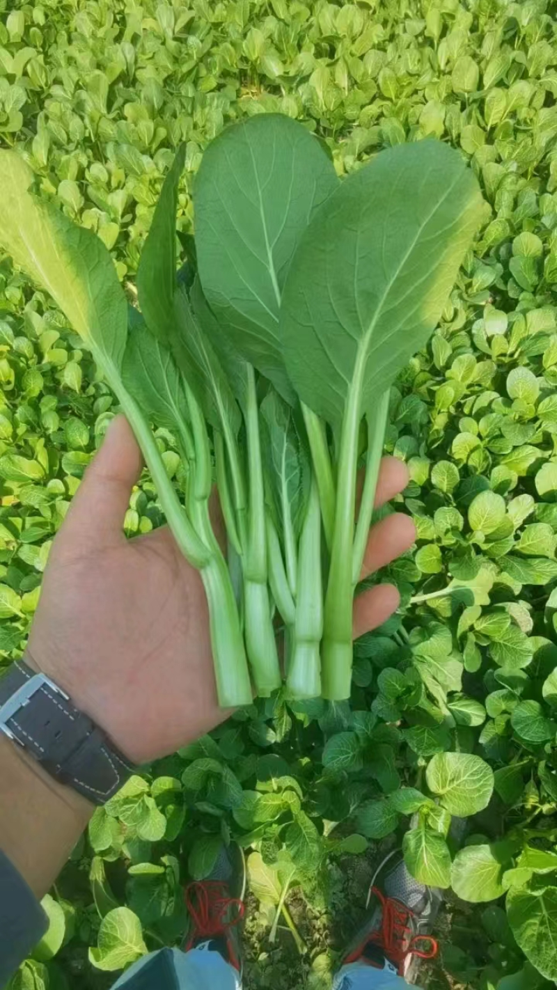 广东菜心&甜菜心&上海青苔/阜阳太和县基地现货/全国发货