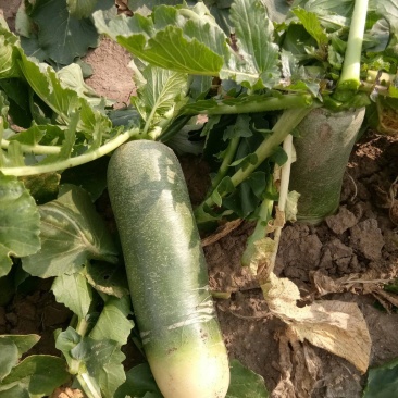 义和青脆一号萝卜种子早熟耐热夏秋季播青皮萝卜种籽抗病性强