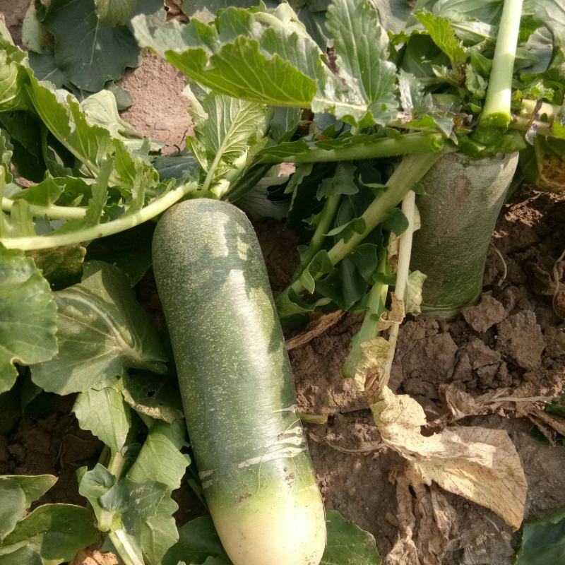 义和青脆一号萝卜种子早熟耐热夏秋季播青皮萝卜种籽抗病性强