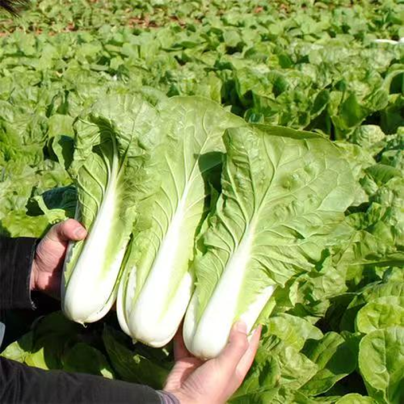 《奶白菜》安徽阜阳太和县产地直供/常年有货全国发货