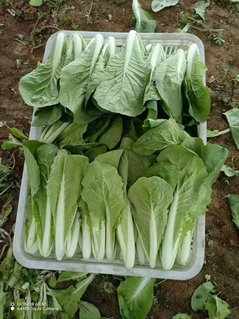 《奶白菜》安徽阜阳太和县产地直供/常年有货全国发货