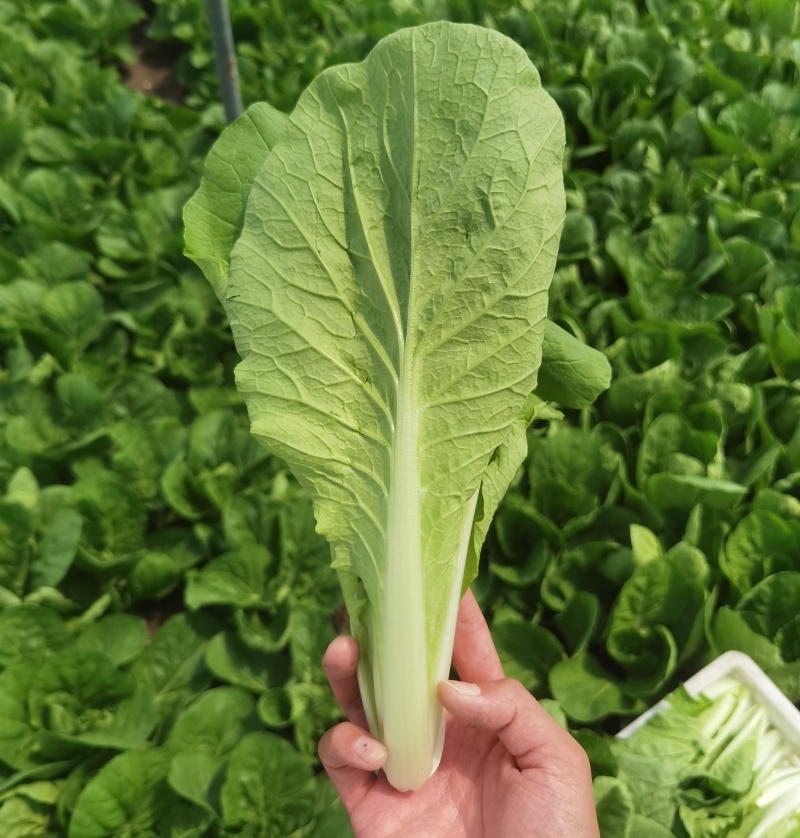 《奶白菜》安徽阜阳太和县产地直供/常年有货全国发货