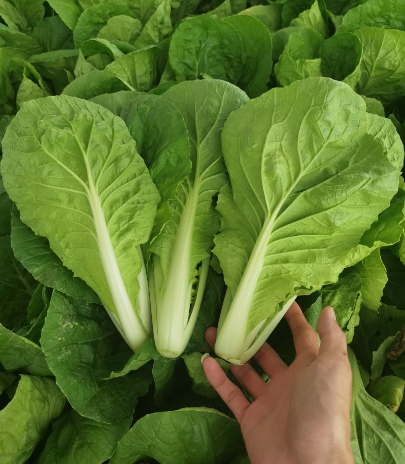 《奶白菜》安徽阜阳太和县产地直供/常年有货全国发货
