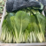 【奶白菜】安徽阜阳太和县~产地常年供应,全国发货