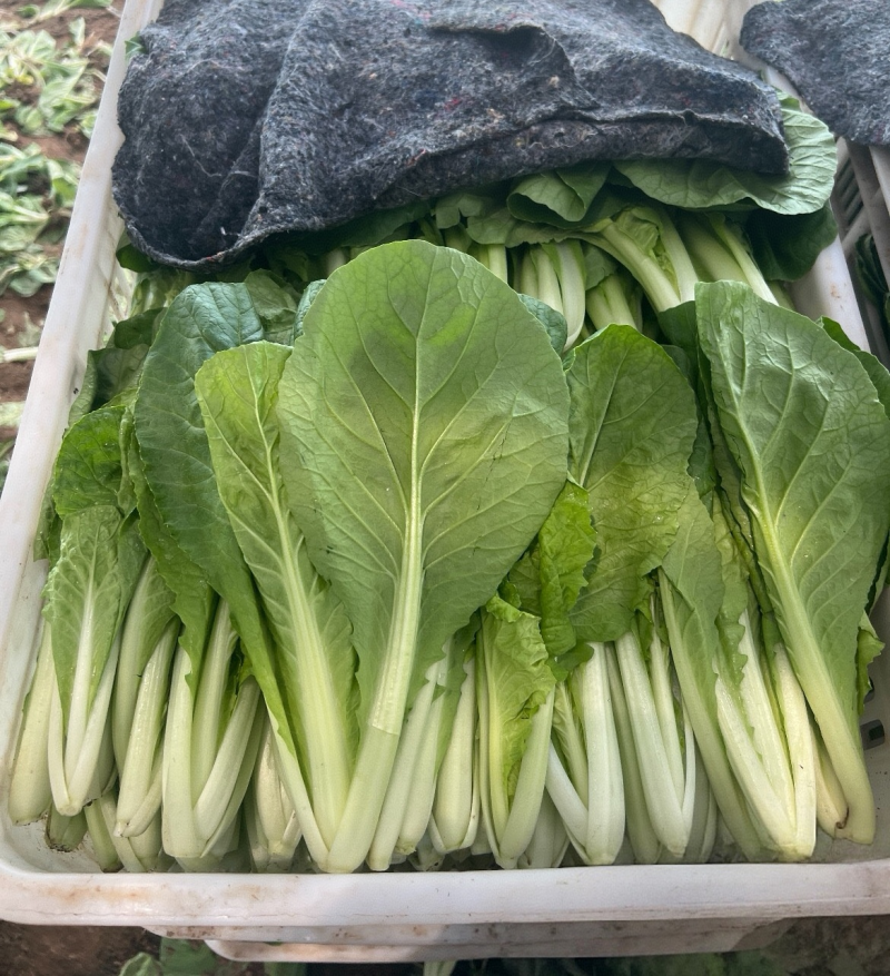 【奶白菜】安徽阜阳太和县～产地常年供应，全国发货