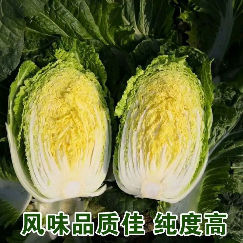蔬月601黄芯大白菜种子秋季冬储黄心白菜种籽蔬菜山东大白