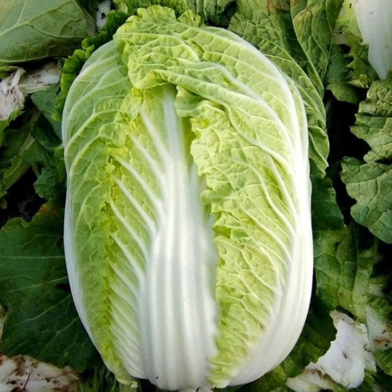 蔬月601黄芯大白菜种子秋季冬储黄心白菜种籽蔬菜山东大白