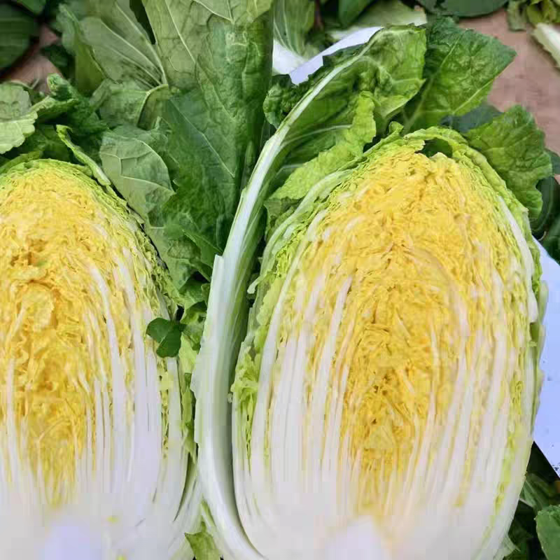 蔬月601黄芯大白菜种子秋季冬储黄心白菜种籽蔬菜山东大白
