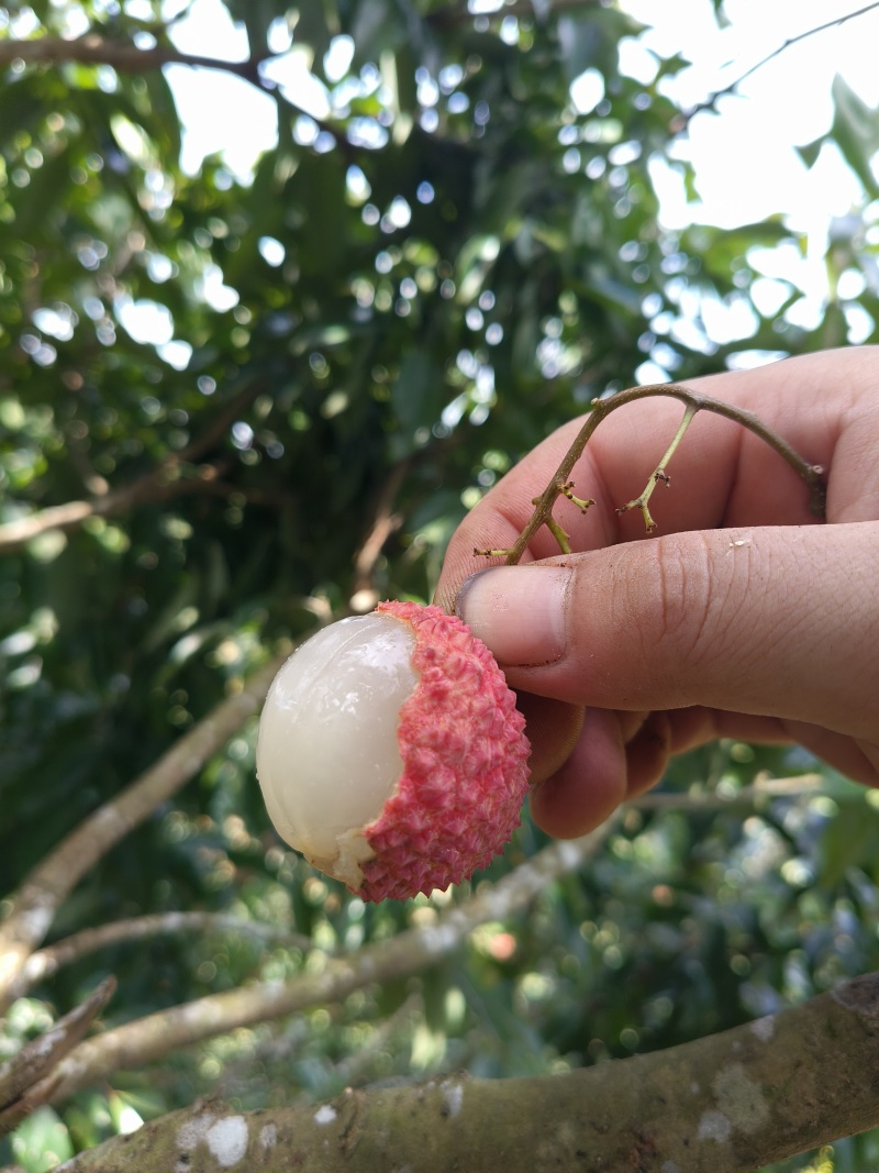 桂味，糯米糍，荔枝