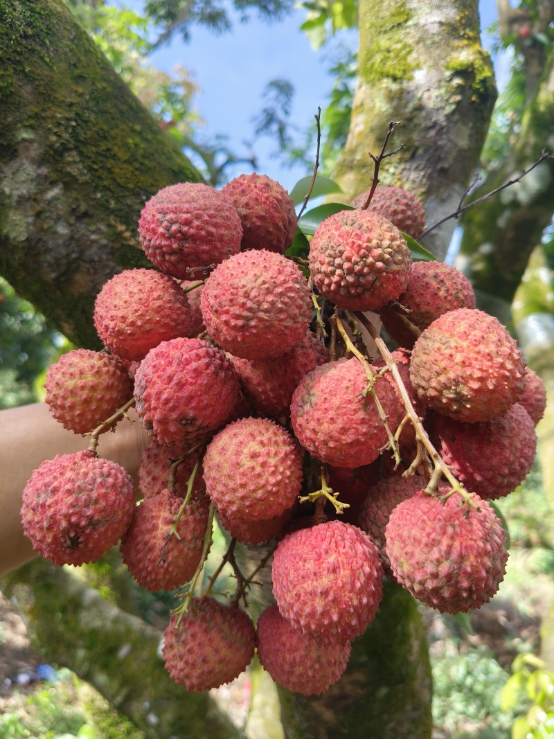 桂味，糯米糍，荔枝