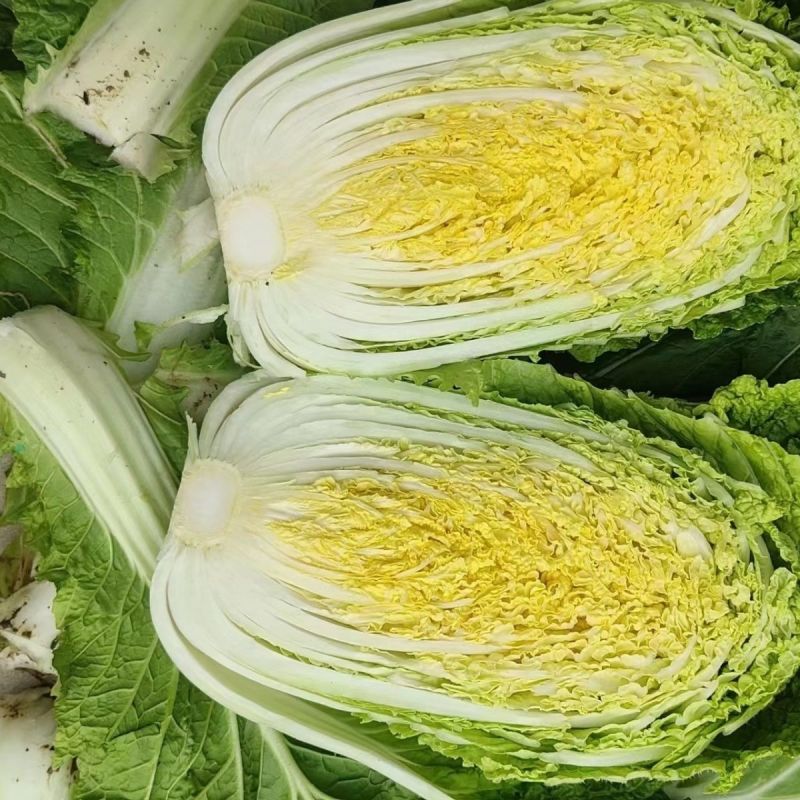 蔬月701大白菜种子黄心大白菜种籽抗病高产耐抽苔春秋播蔬