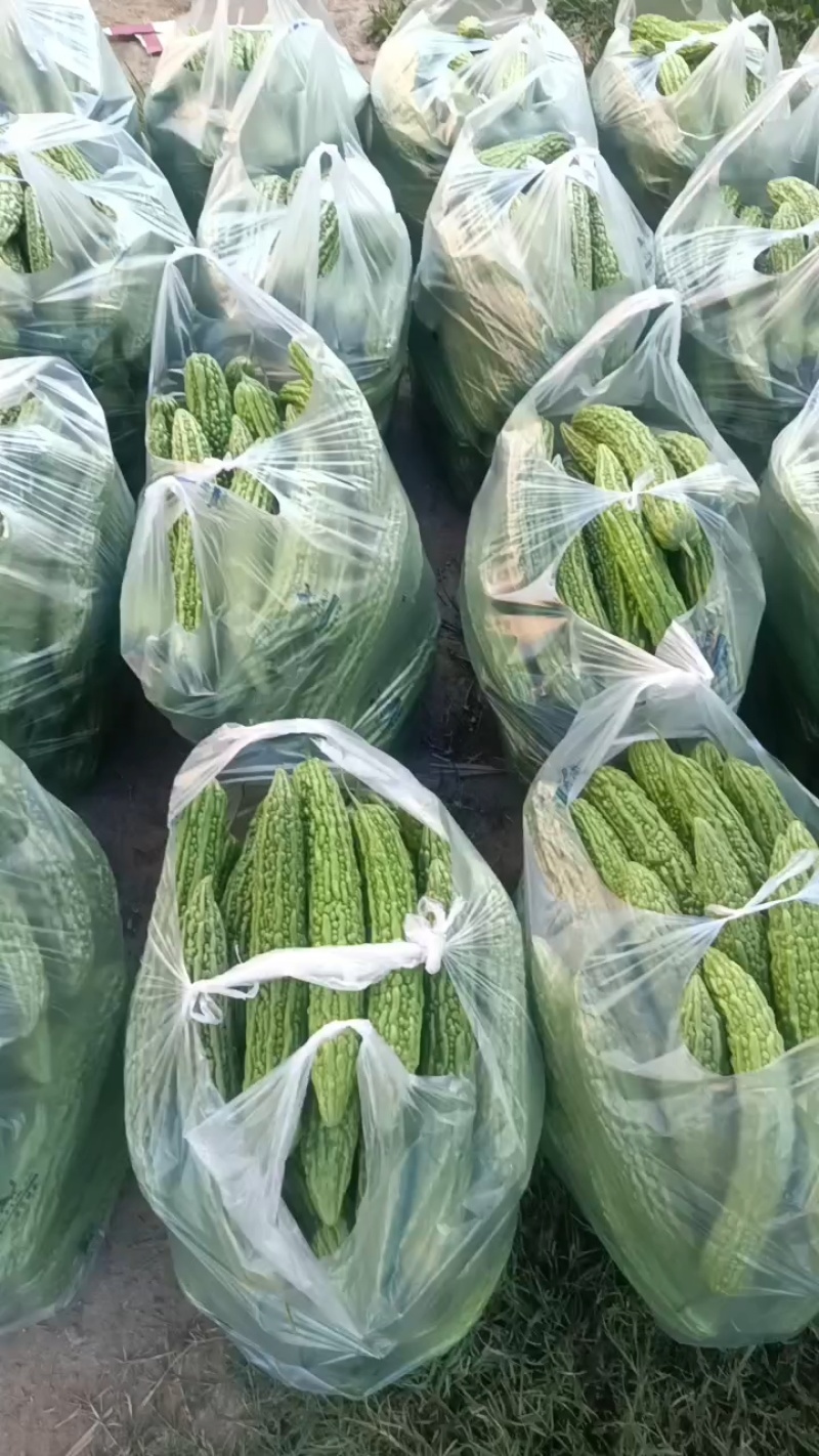 苦瓜，支持社区团购，美团，多多