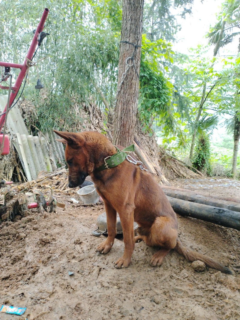 红马犬大狗狗，一岁领几个月。