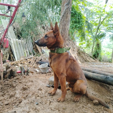 红马犬大狗狗，一岁领几个月。