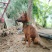 红马犬大狗狗，一岁领几个月。