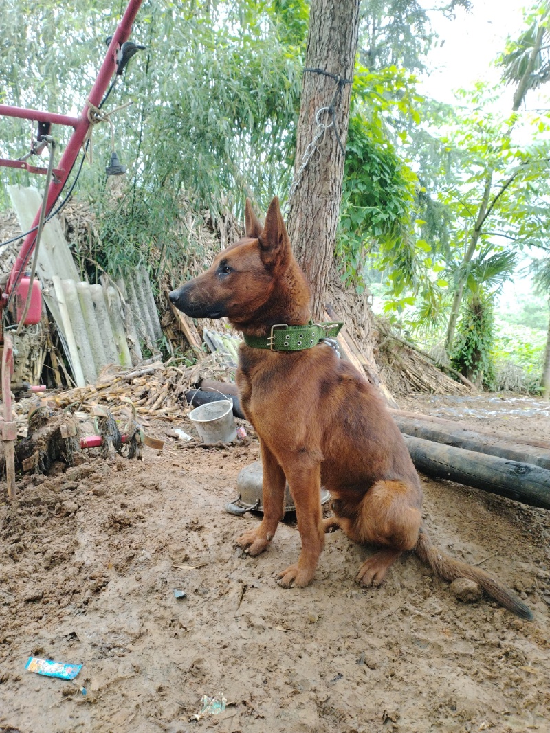 红马犬大狗狗，一岁领几个月。