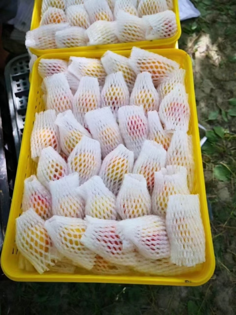 吊干杏新疆伊犁原产地源头直销原生态绿色食品