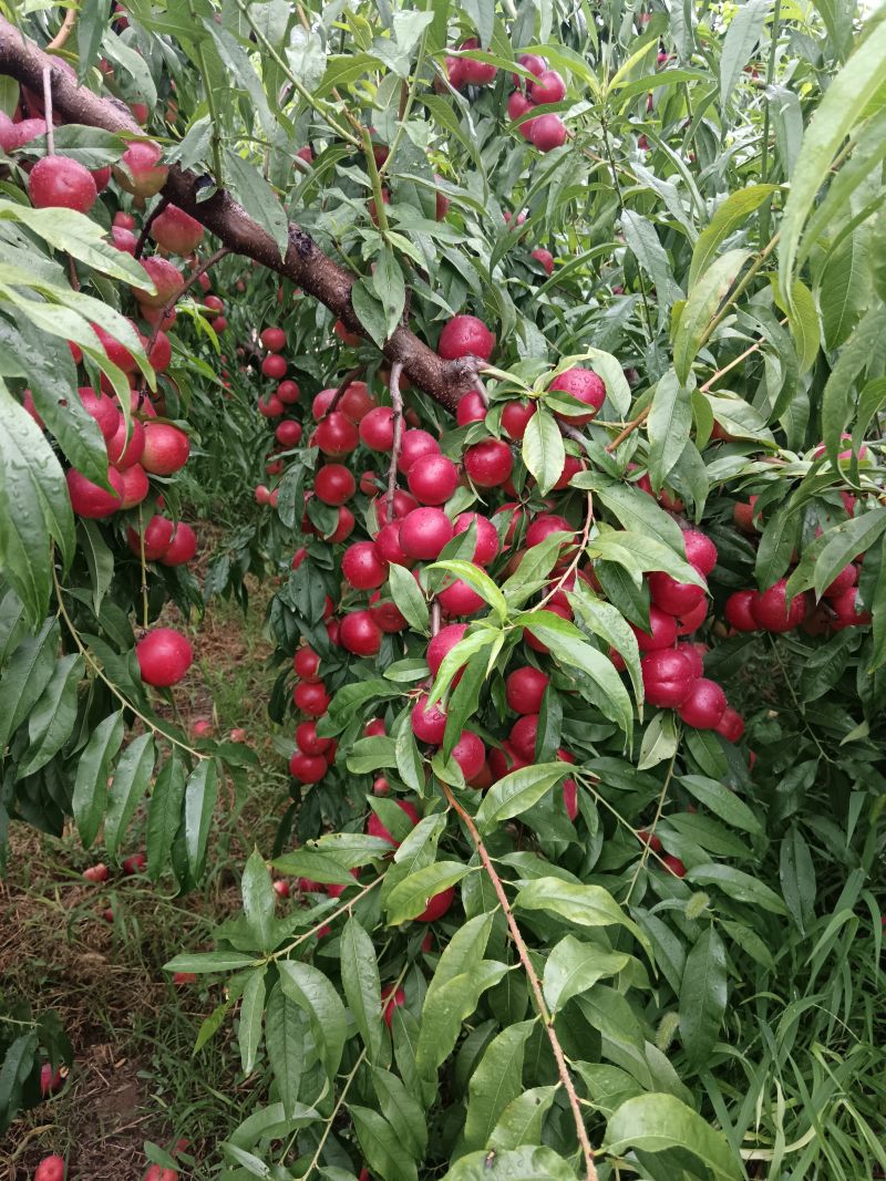 钢架棉被珍珠枣油3号，离核油桃