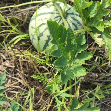 有籽美都