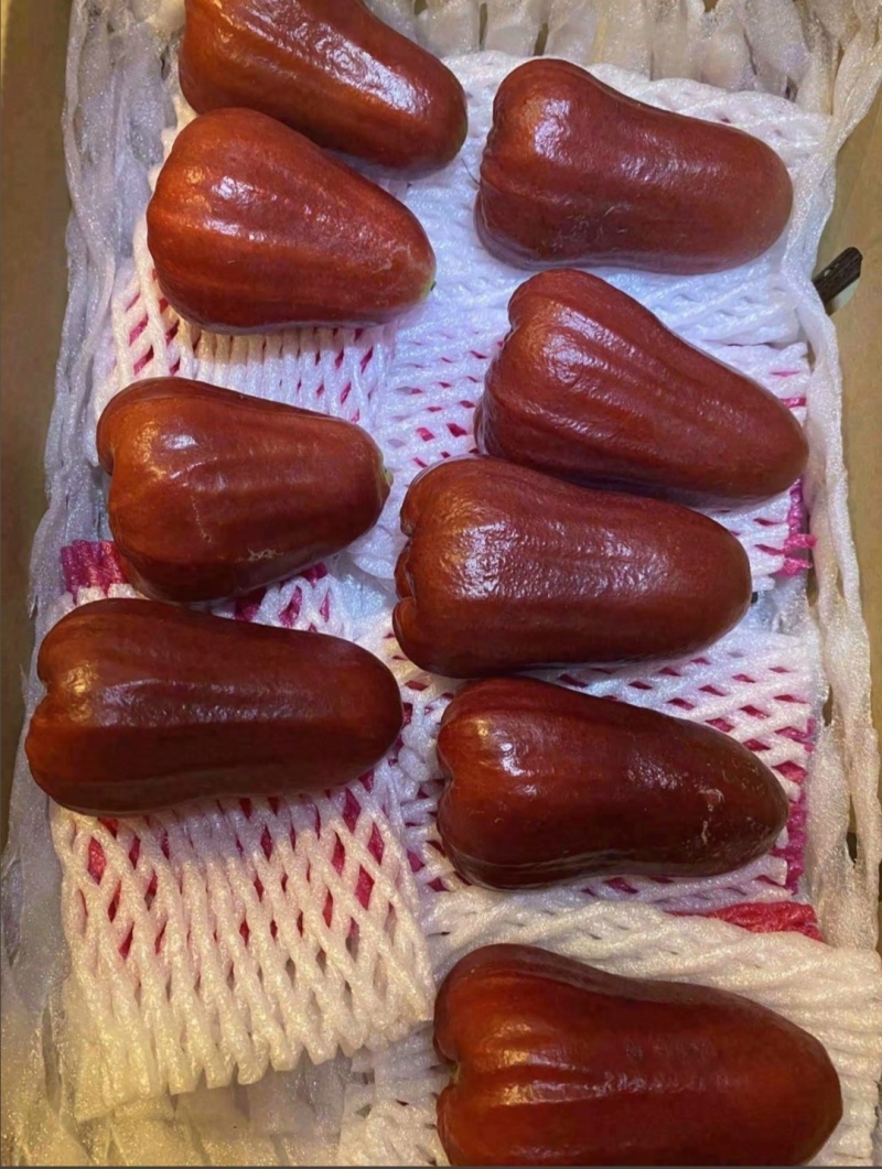 精品黑金刚莲雾
